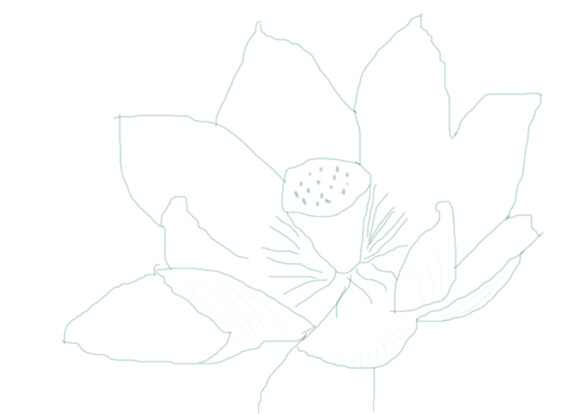 Waterlily