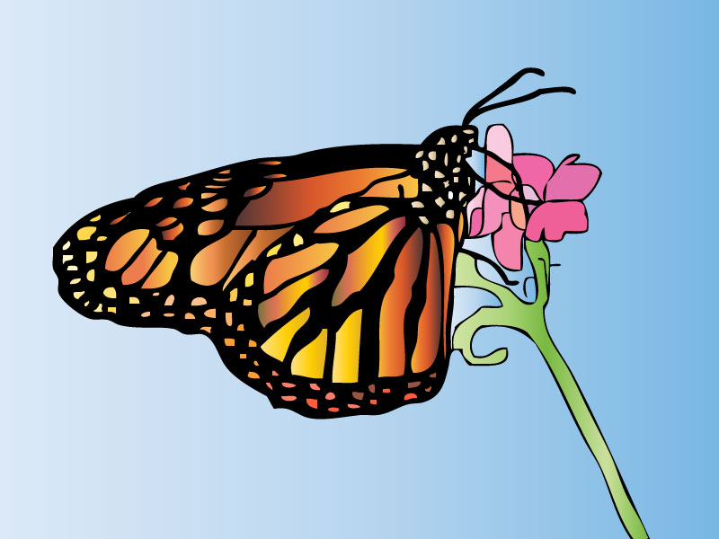 Butterfly
