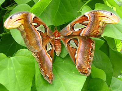 Butterfly-original