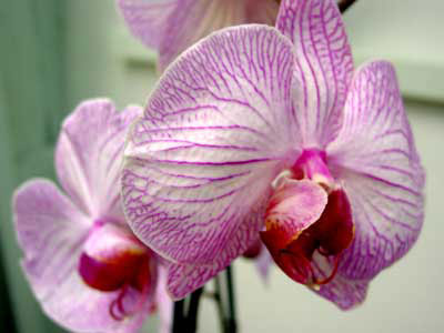 orchid