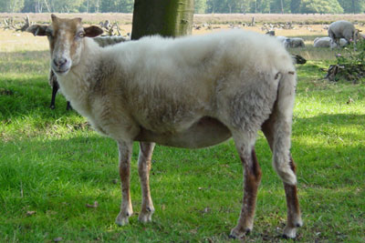 schaap