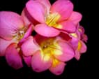 freesia