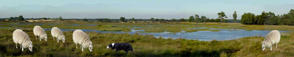 Panorama Drentse Heide