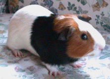 Simba de Cavia